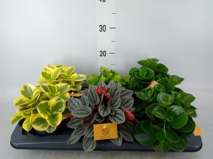 Peperomia   ...mix