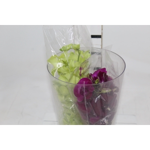 DENPHALAEN MACO MINIMO 30 FLORES