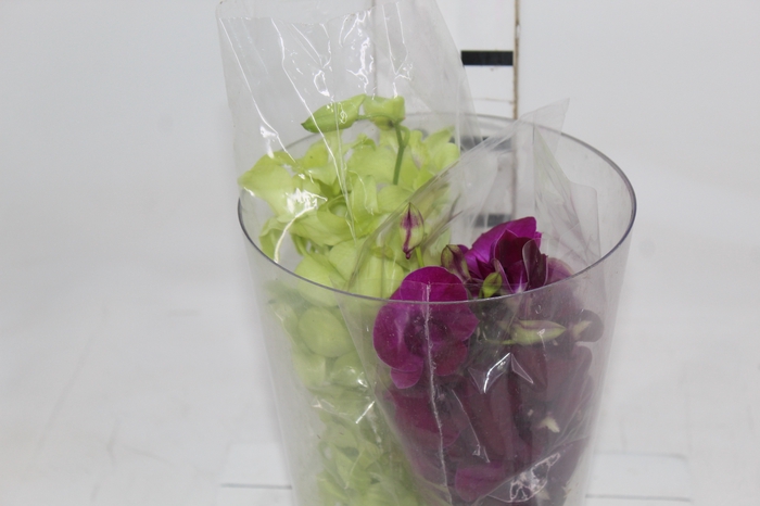 <h4>DENPHALAEN MACO MINIMO 30 FLORES</h4>