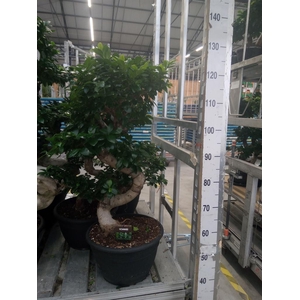 Ficus microcarpa 'Ginseng'