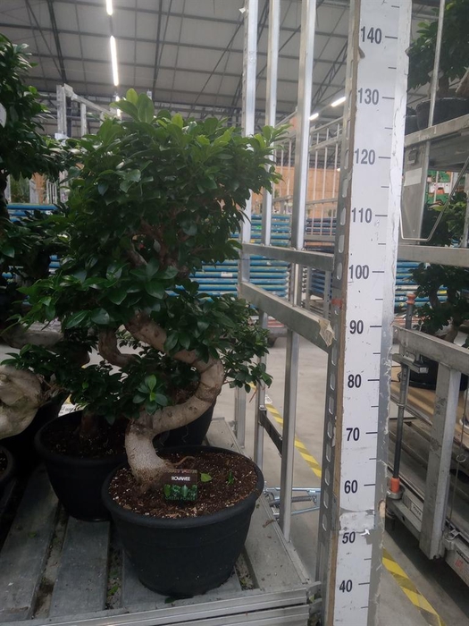 <h4>Ficus microcarpa 'Ginseng'</h4>
