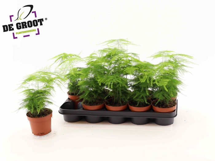 <h4>ASPAR SETACEUS</h4>