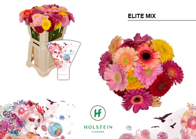 <h4>GE MI Elite Mix emmer hoes x80</h4>