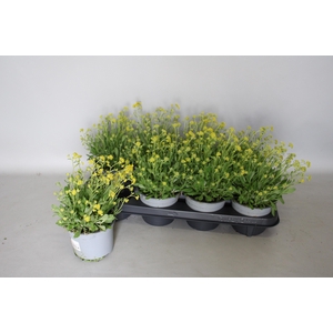 Alyssum Saxatilis