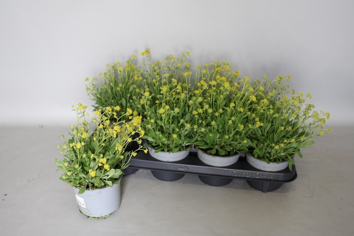 <h4>Alyssum Saxatilis</h4>