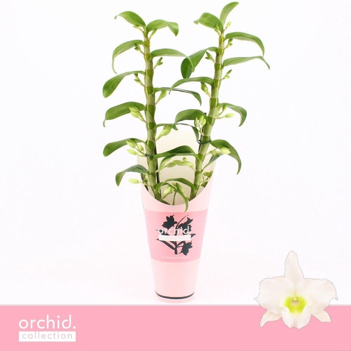 <h4>Dendrobium Nobilé, Apollon 2-spike 'Orchid Collection' Potcover</h4>