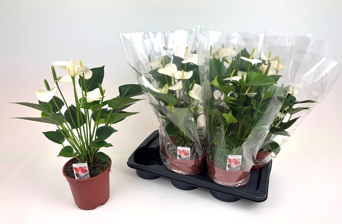 <h4>ANTHU SNOW LOVE</h4>