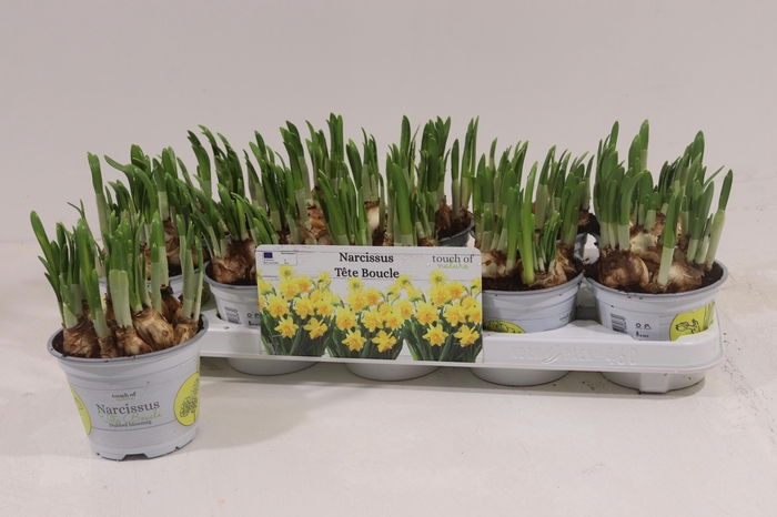 <h4>NARC D TETE BOUCLE</h4>