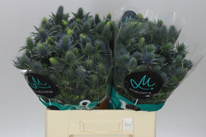 <h4>Eryngium Supernova</h4>