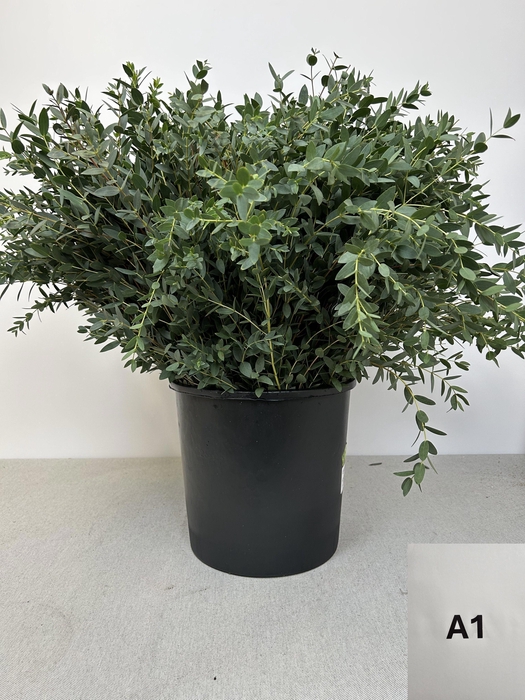 EUC PARVIFOLIA PB