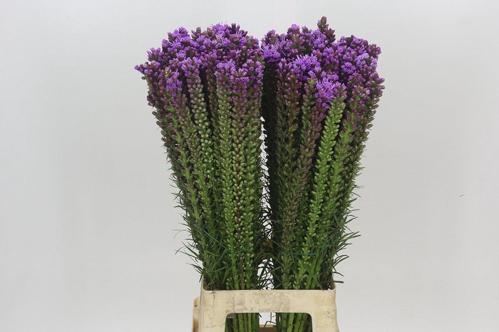 <h4>Liatris Spicata</h4>