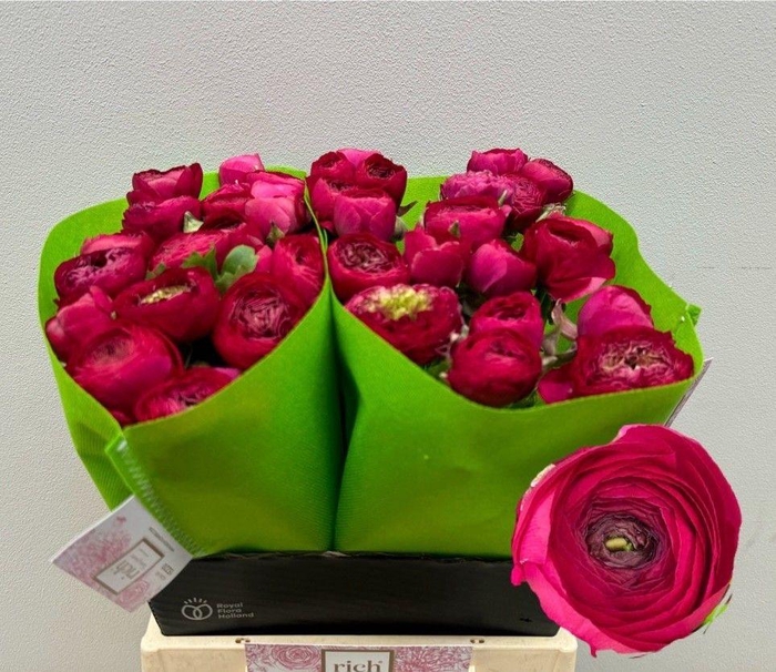 <h4>Ran Eleg Hot Pink</h4>