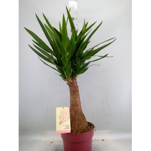 Yucca elephantipes   ...