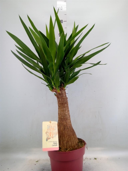 <h4>Yucca elephantipes   ...</h4>