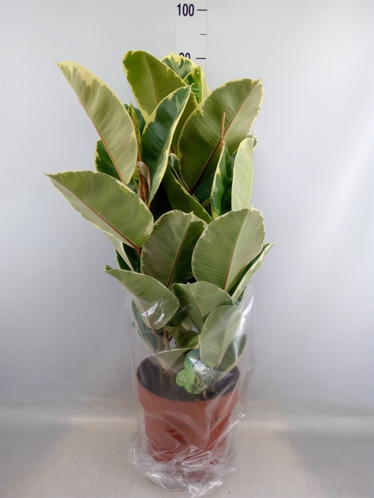 <h4>Ficus elastica 'Tineke'</h4>