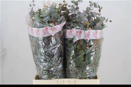 <h4>Euc Gem P Bos</h4>