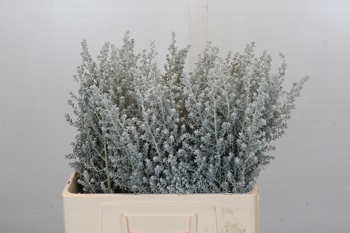 <h4>Kochia (Maireana Sedifolia)</h4>