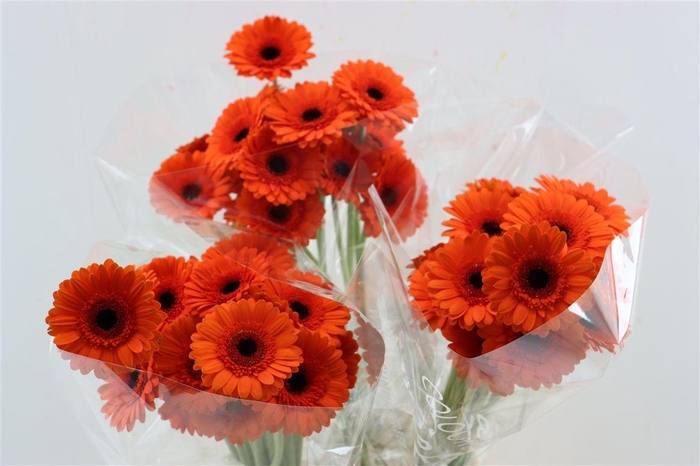 <h4>Ge Mi Caramba Xxl</h4>