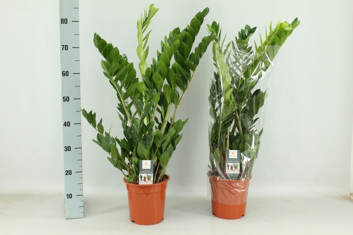 <h4>ZAMIO ZAMIIFOLIA</h4>