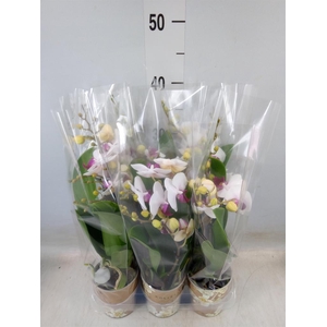 Phalaenopsis multi. 'FC Safe Haven'