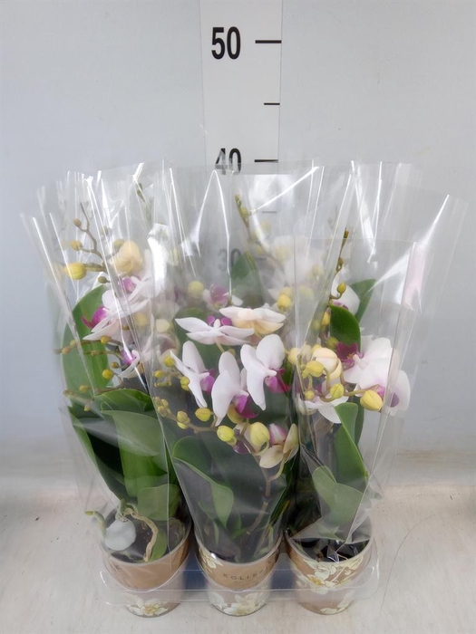 <h4>Phalaenopsis multi. 'FC Safe Haven'</h4>