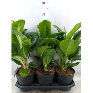 Aglaonema   ...