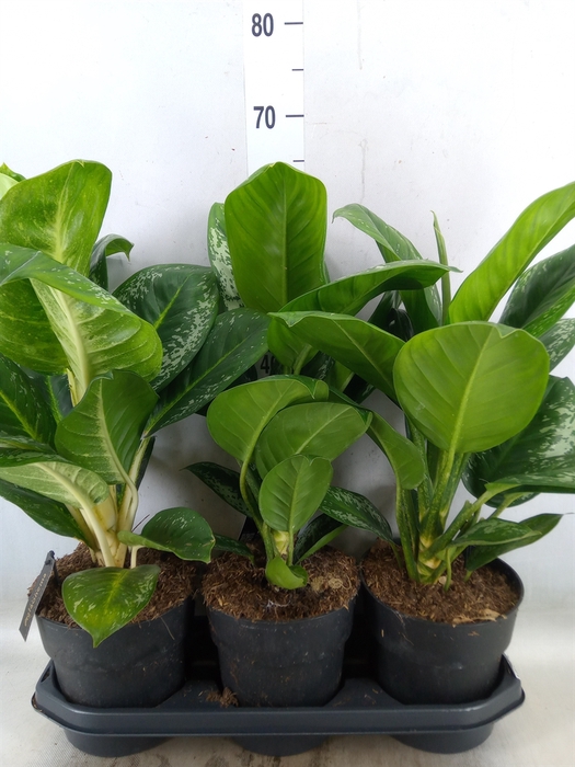 <h4>Aglaonema   ...</h4>