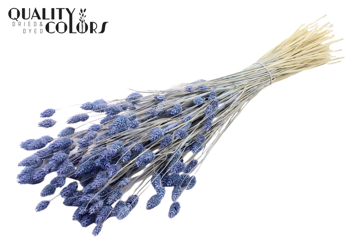 <h4>Phalaris per bunch Intense Frosted Milka</h4>