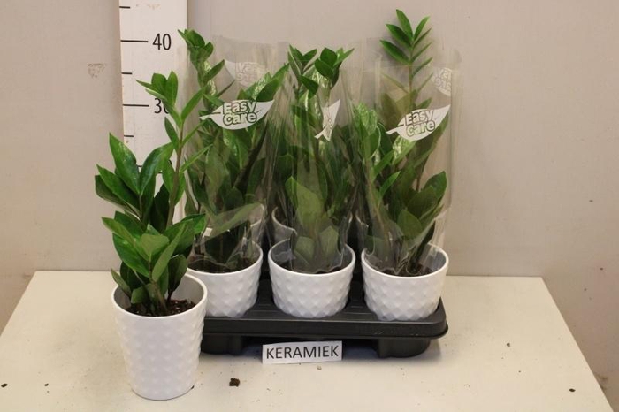 <h4>ZAMIO ZAMIIFOLIA</h4>