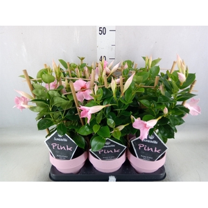 Mandevilla  'Sundavil Cream Pink'