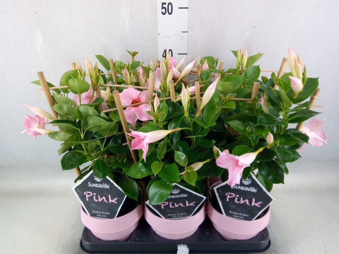 <h4>Mandevilla  'Sundavil Cream Pink'</h4>