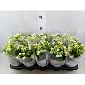 Kalanchoe blos. 'Calandiva Whites'