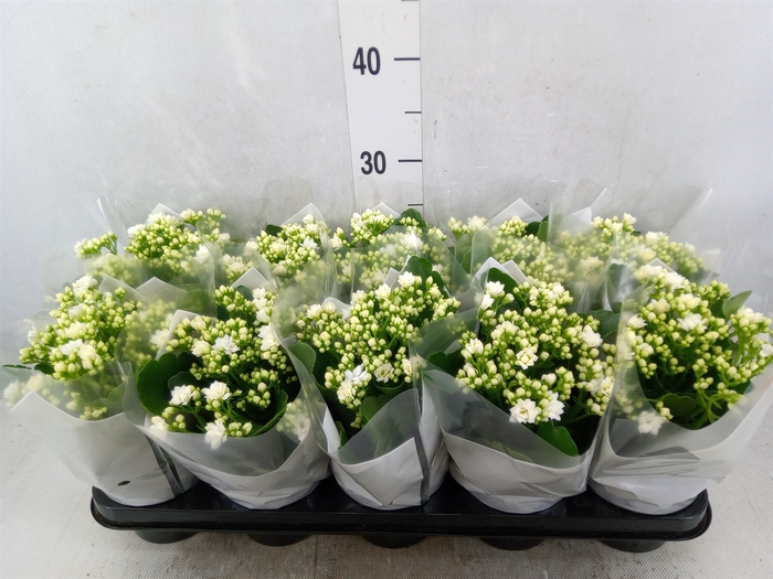 Kalanchoe blos. 'Calandiva Whites'