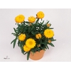 XEROCH DREAM YELLOW