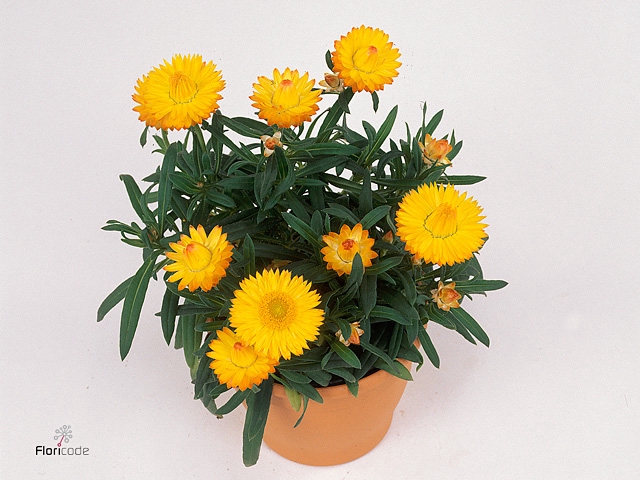XEROCH DREAM YELLOW