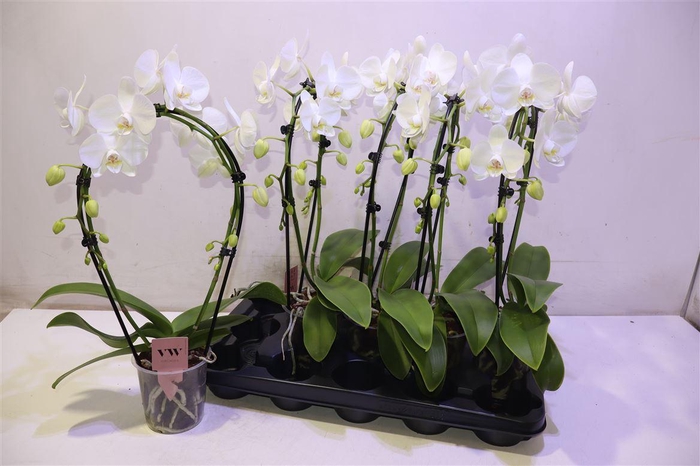 <h4>arr8 Phal Ov Wit Mirror</h4>