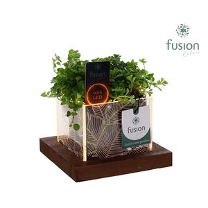 Acryl bakje LED met Peperomia