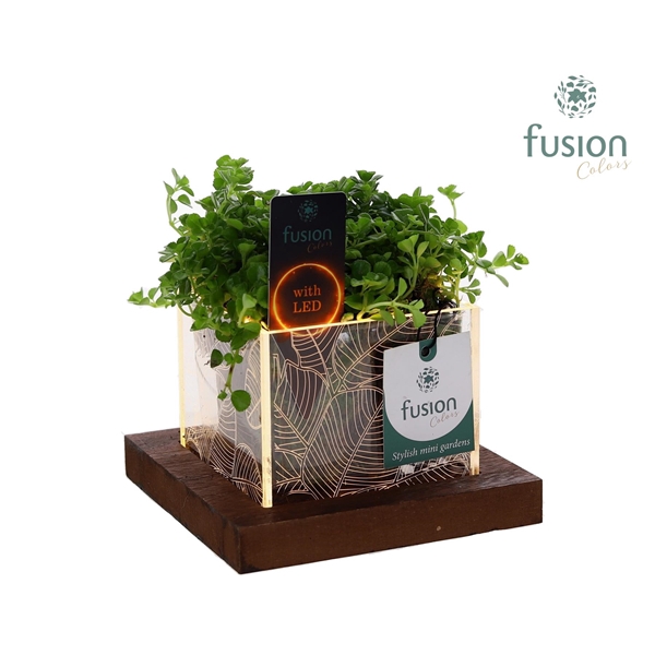 <h4>Acryl bakje LED met Peperomia</h4>