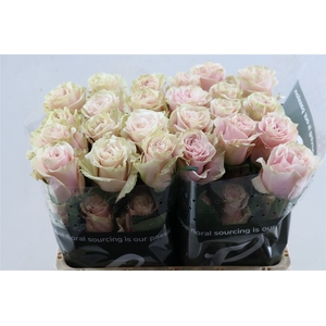 R Gr Pink Mondial Box