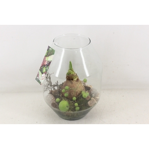 arr4 Amaryllis MB - Glas malaga L x3