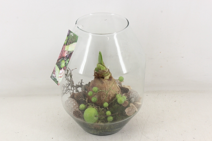 <h4>arr4 Amaryllis MB - Glas malaga L x3</h4>