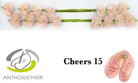 <h4>Anthurium Cheers</h4>