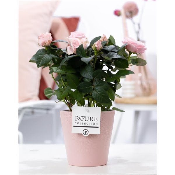 <h4>Rosa light pink in P&PURE Ruby ceramics pink</h4>