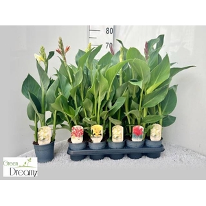 CANNA CANNOVA GEM