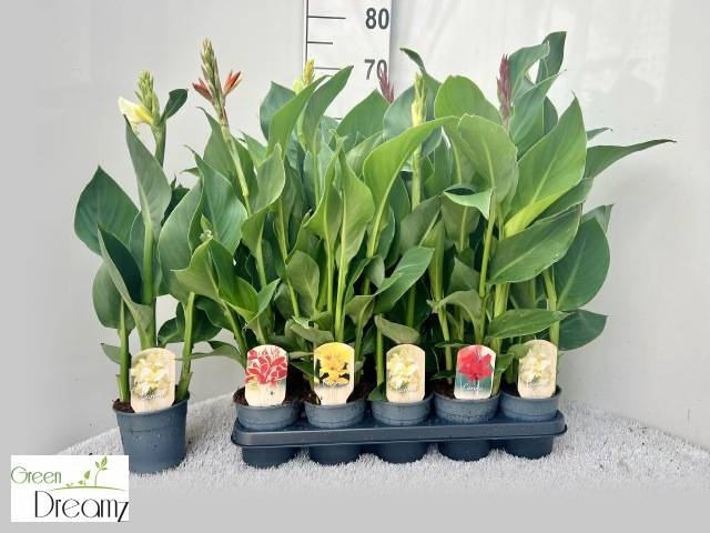 <h4>CANNA CANNOVA GEM</h4>