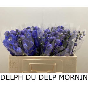 DELPH DU DELP MORNIN