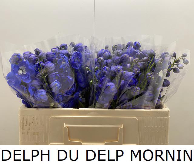 DELPH DU DELP MORNIN