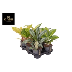 Aglaonema Green Mix