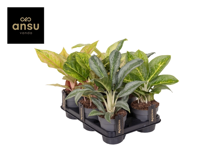 <h4>Aglaonema Green Mix</h4>
