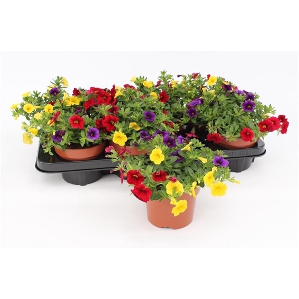 <h4>Calibrachoa "Tropicana" Tricolor Blue/Red/Yellow</h4>